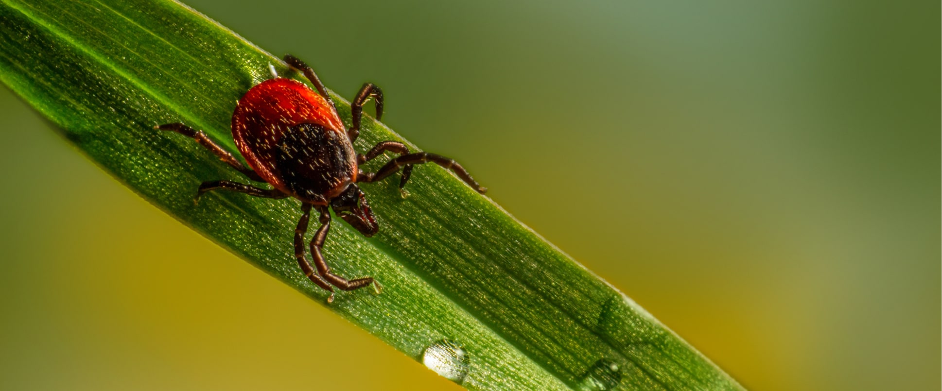 By employing bounding box annotation, the models can 
                        detect and localize pests, diseases, or symptoms in crops, facilitating 
                        early identification and targeted treatment.