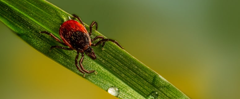 By employing bounding box annotation, the models can 
                        detect and localize pests, diseases, or symptoms in crops, facilitating 
                        early identification and targeted treatment.