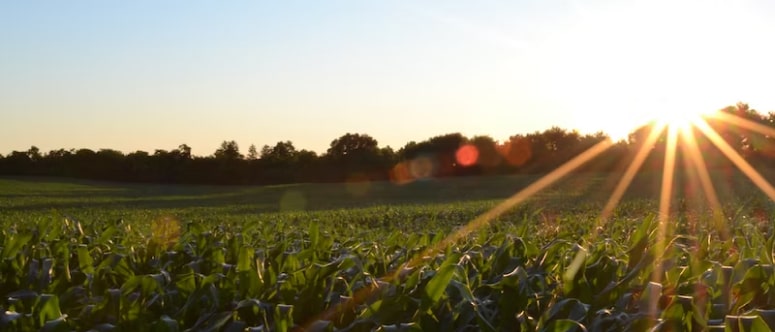 Our annotators delivered accurate annotations of solar panels on buildings and crops in agricultural settings using polygons. This type of data labeling helps define the exact boundaries of these elements, facilitating analysis and monitoring.